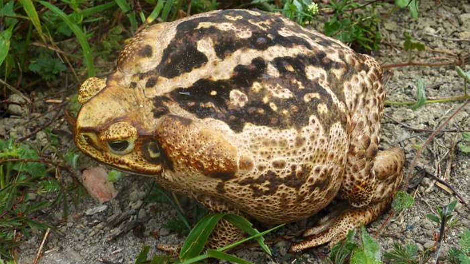 Южной Африке Жабы (Bufo superciliaris)
