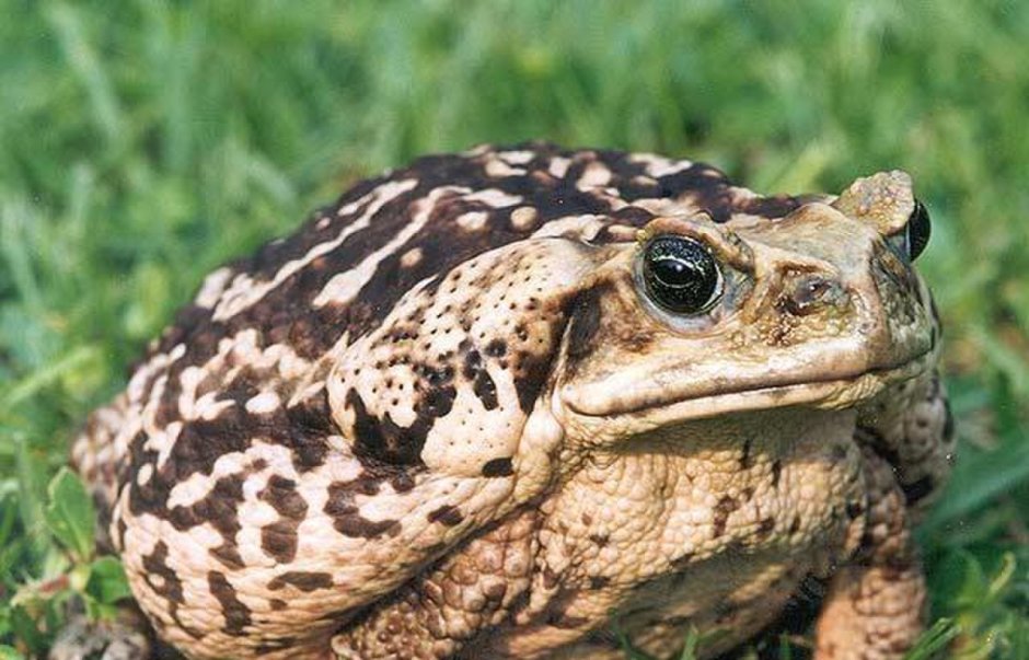 Жаба Bufo Marinus