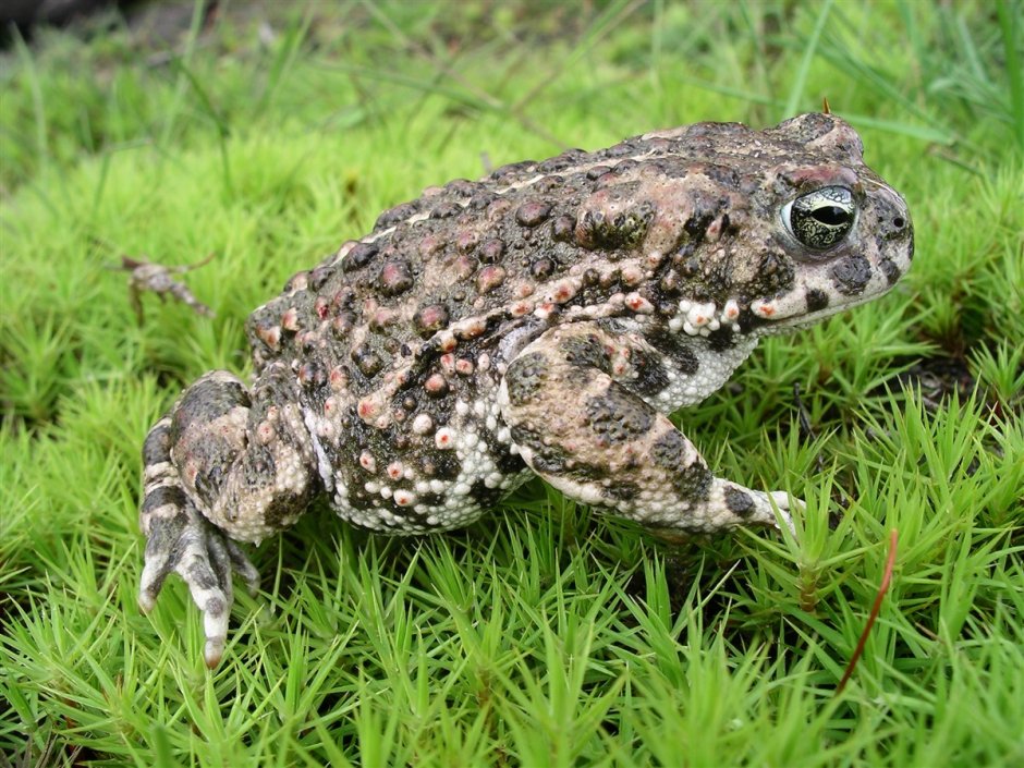 Toad Dragon