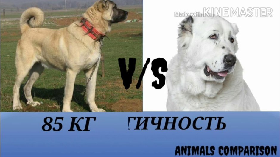 Кангал или алабай