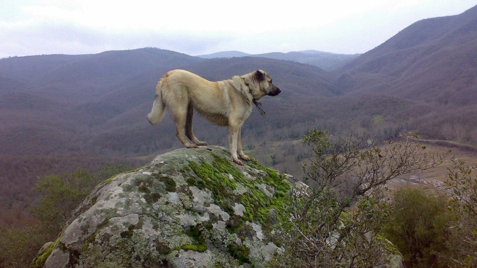 Кангал щенок