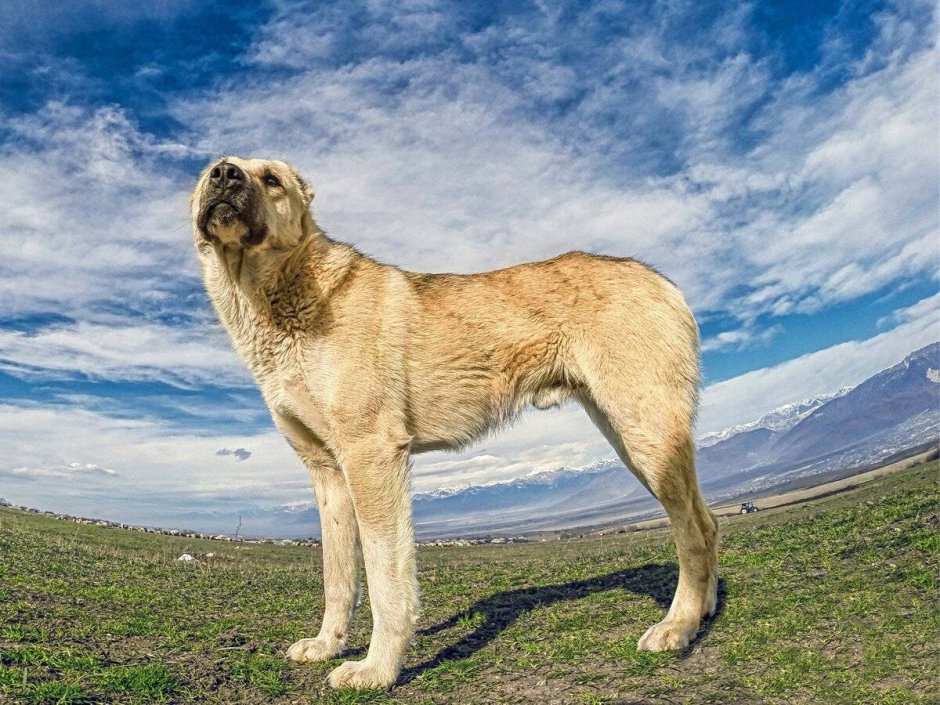 Армянский Гампр