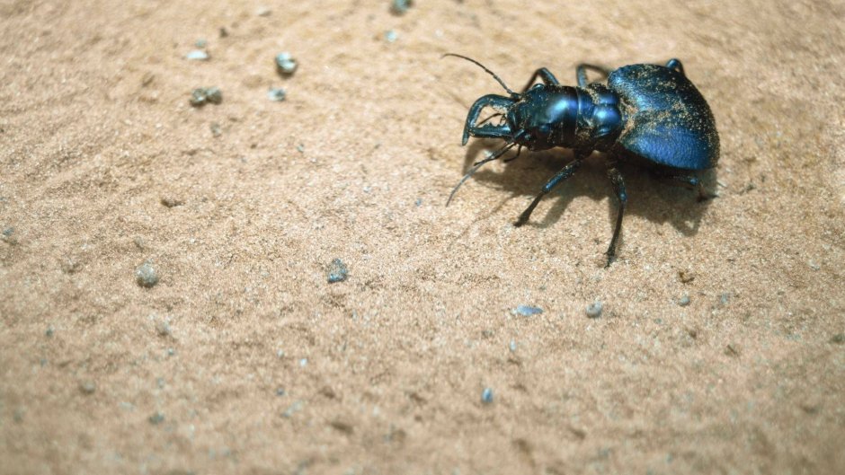 Синий Жук насекомое