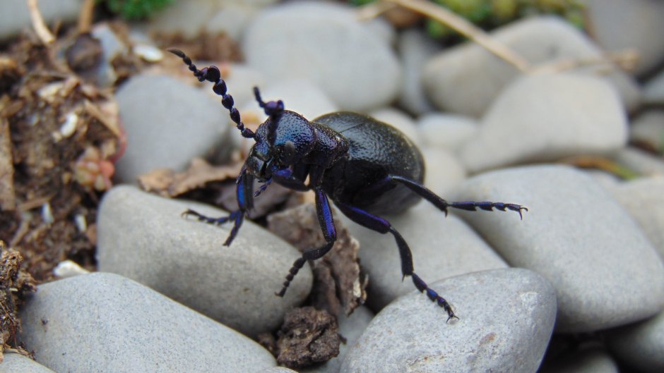 Каменный Жук