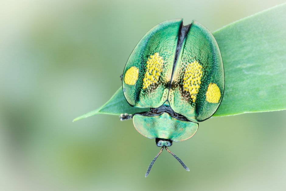 Жуки Макросъемка