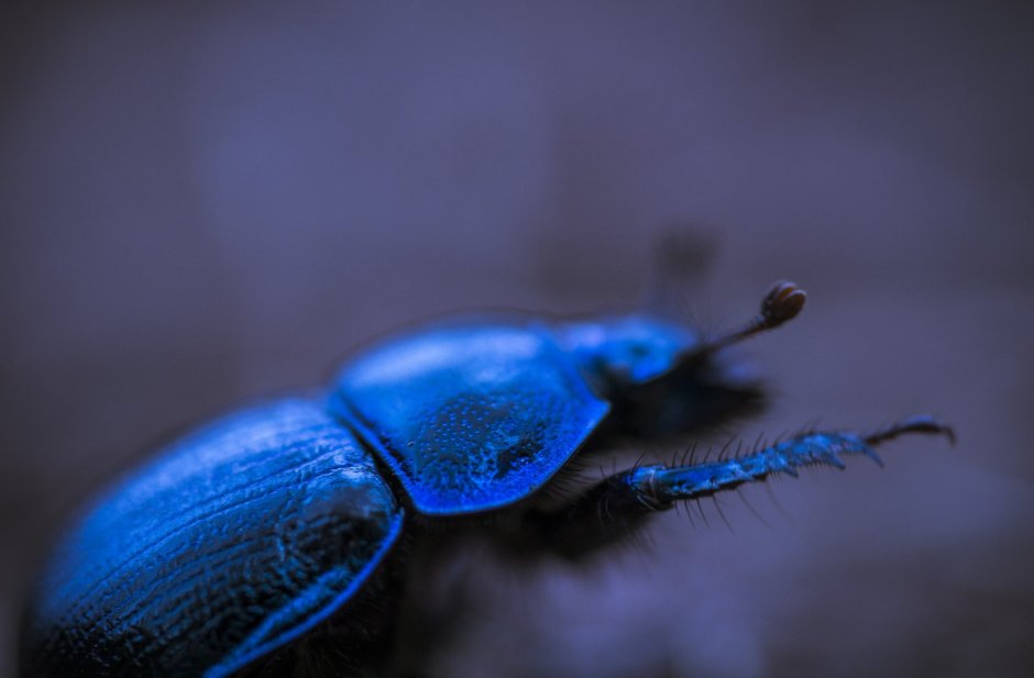 Каркант Жук