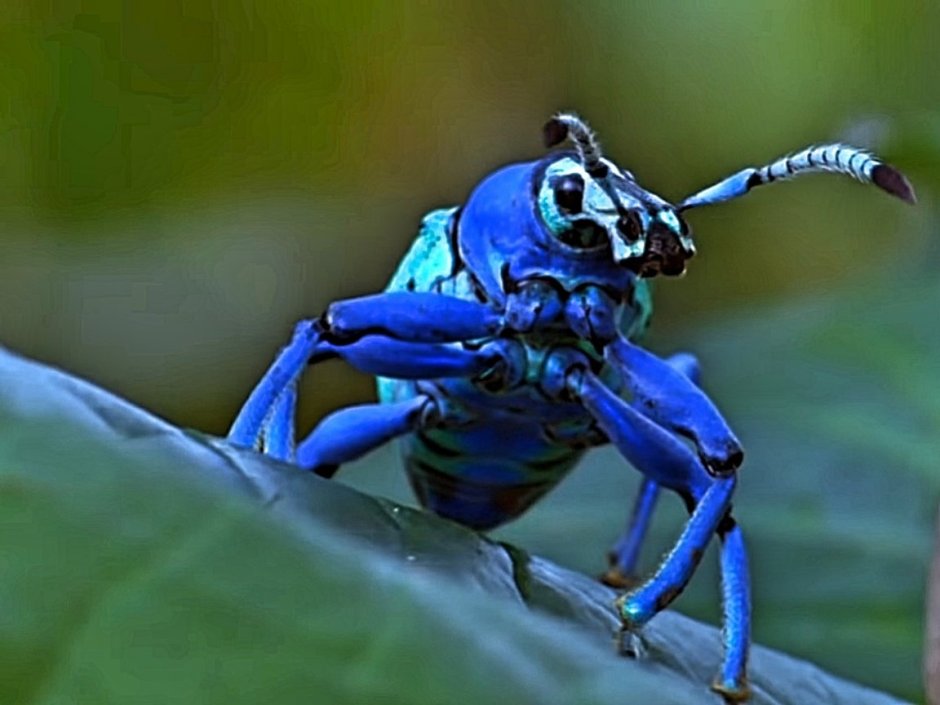 Эуфолюс великолепный Жук