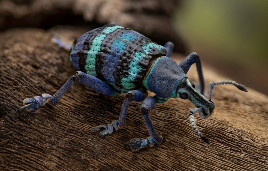 Эуфолюс великолепный Жук