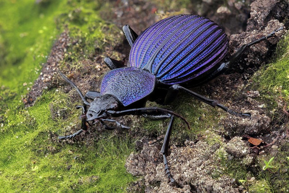 Tefflus carinatus violaceus