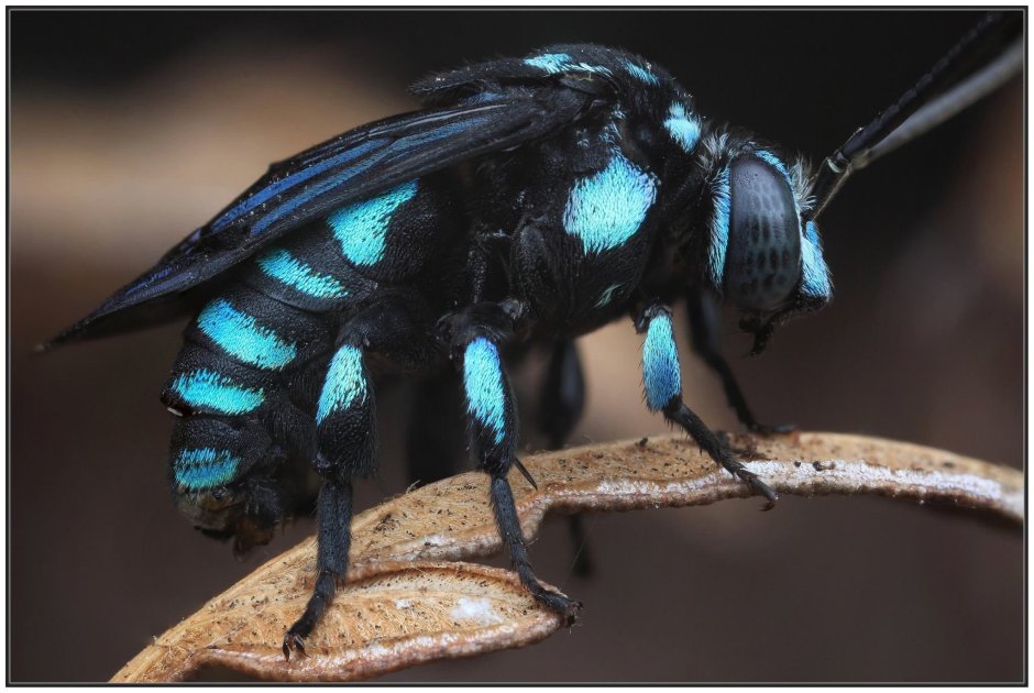 Xylocopa caerulea голубая пчела