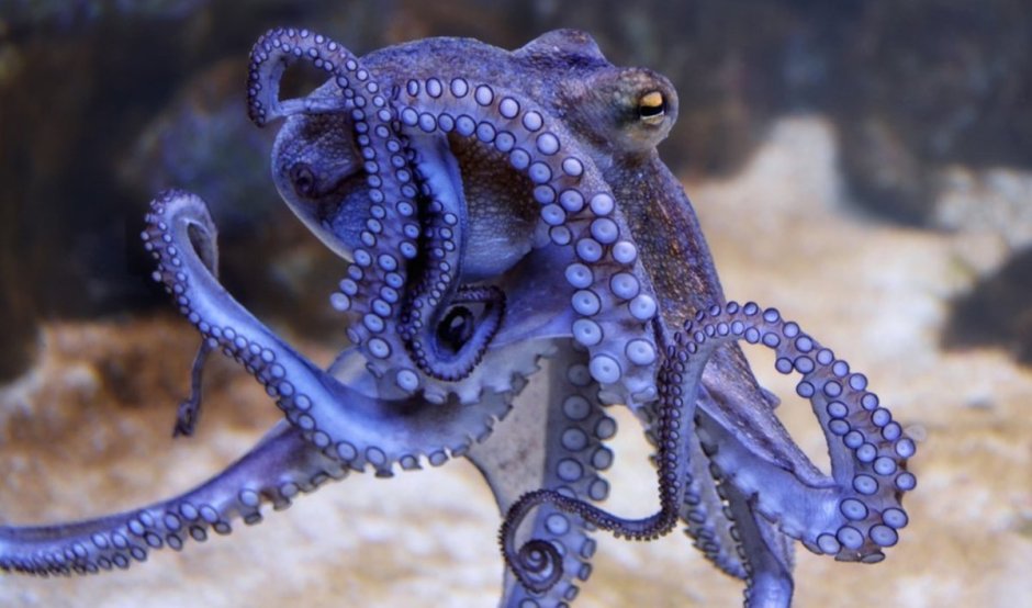 Осьминог в природе