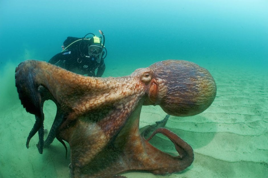 Осьминог Дофлейна гигантский