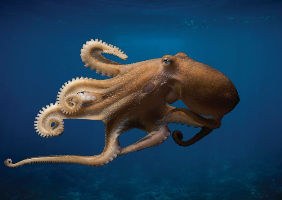 Калифорнийский осьминог