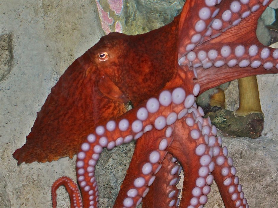 Giant Pacific Octopus