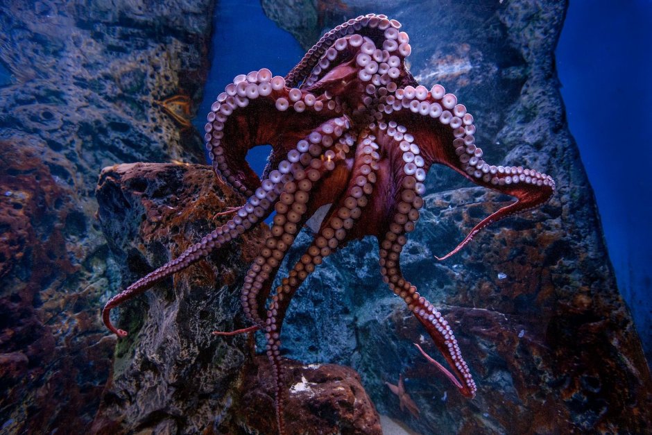 Большой Барьерный риф осьминог