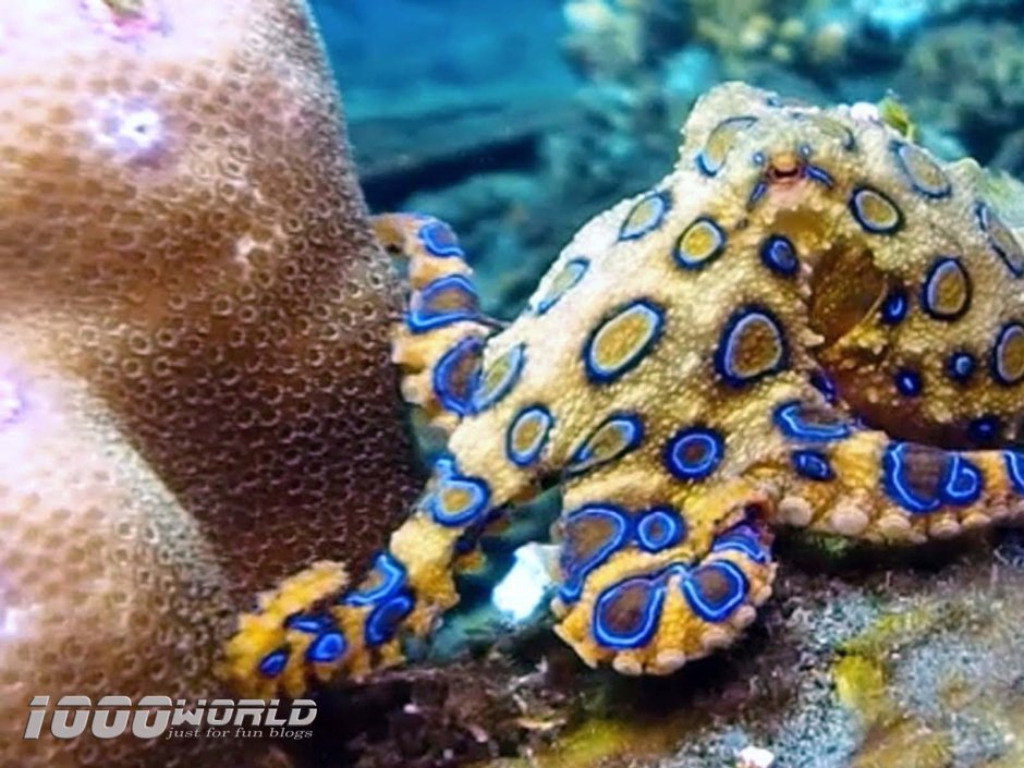 Синекольчатый осьминог размер