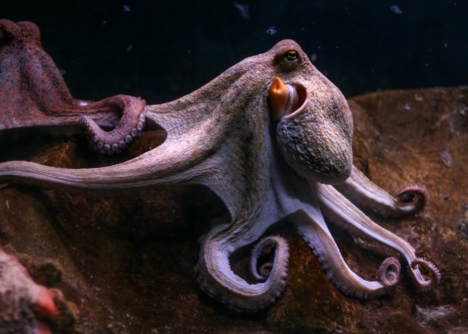 Рыба с щупальцами