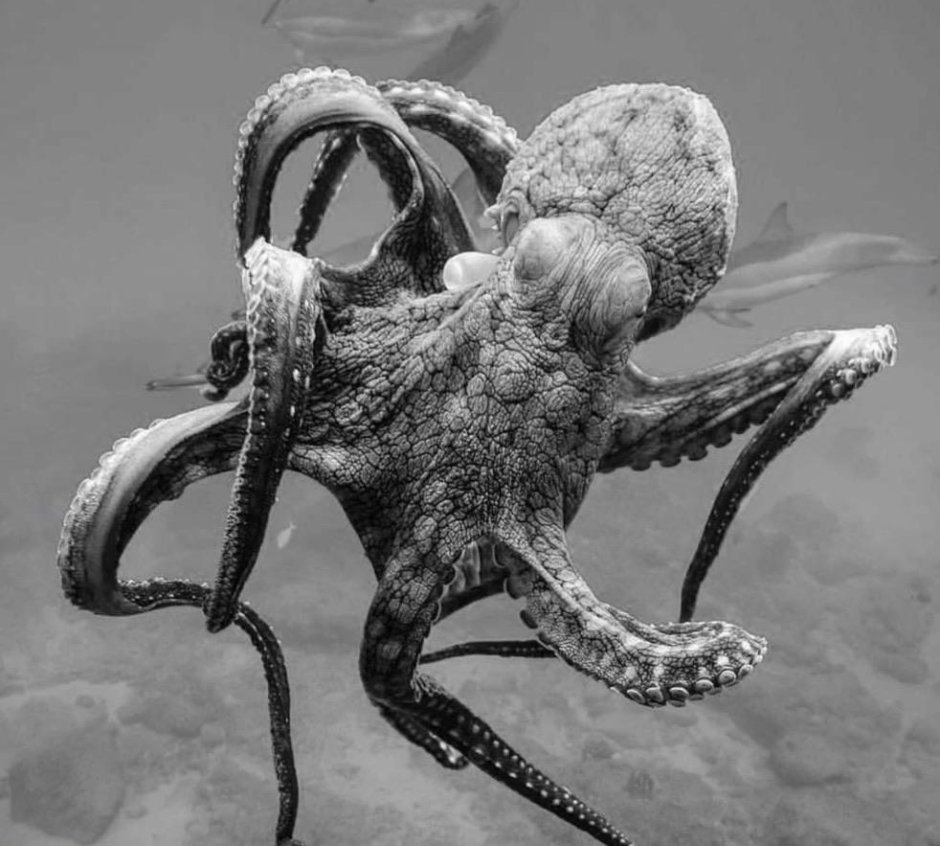 Гигантский осьминог (криптид)