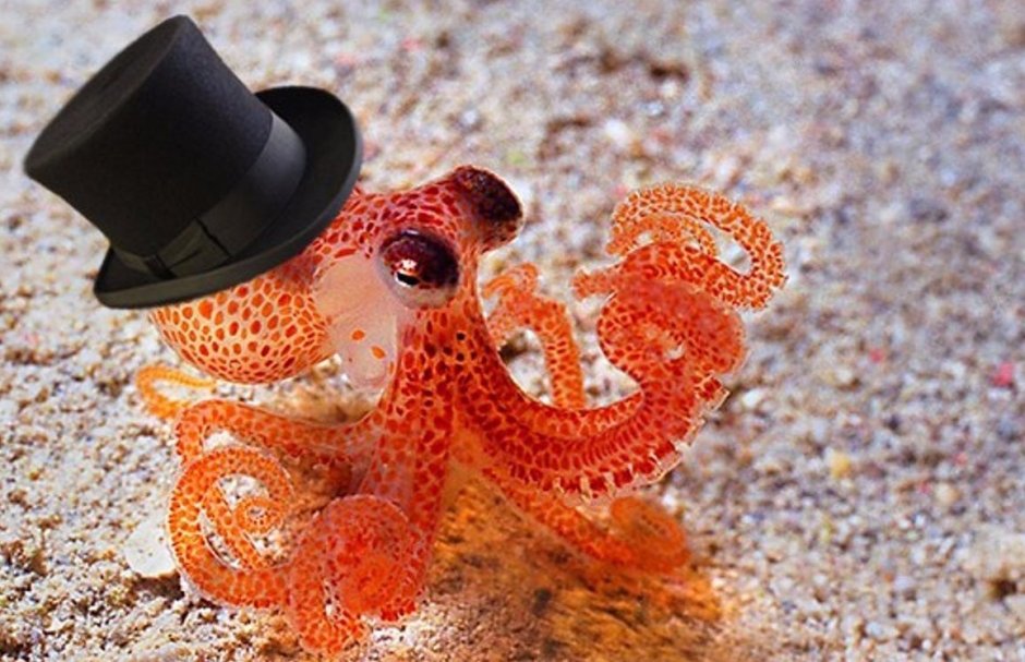Карликовый осьминог