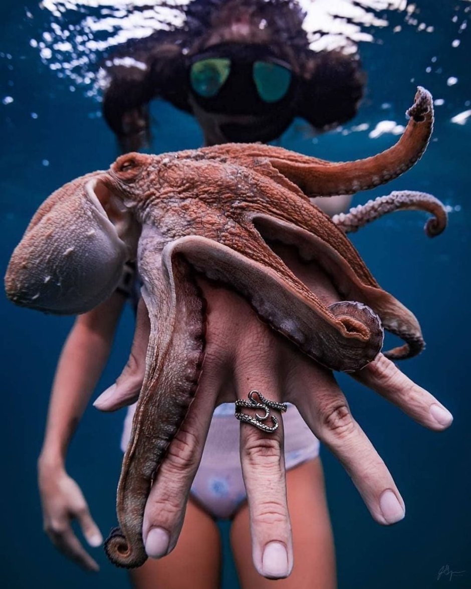 Осьминог чудище