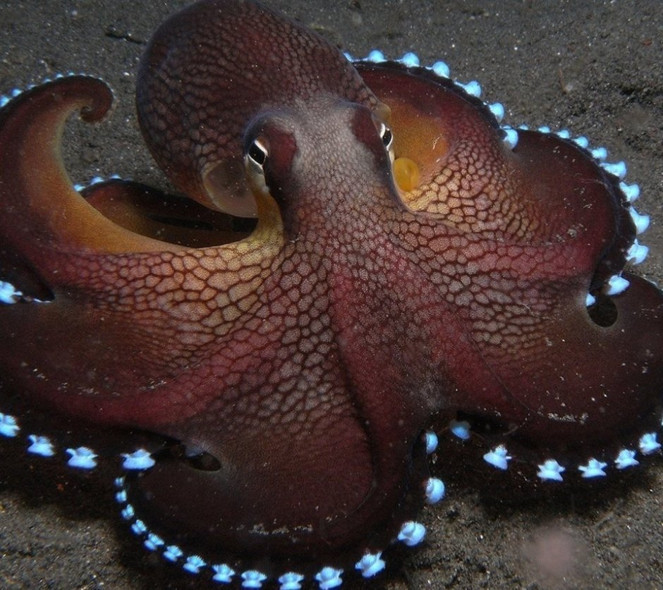 Глаз осьминога фото