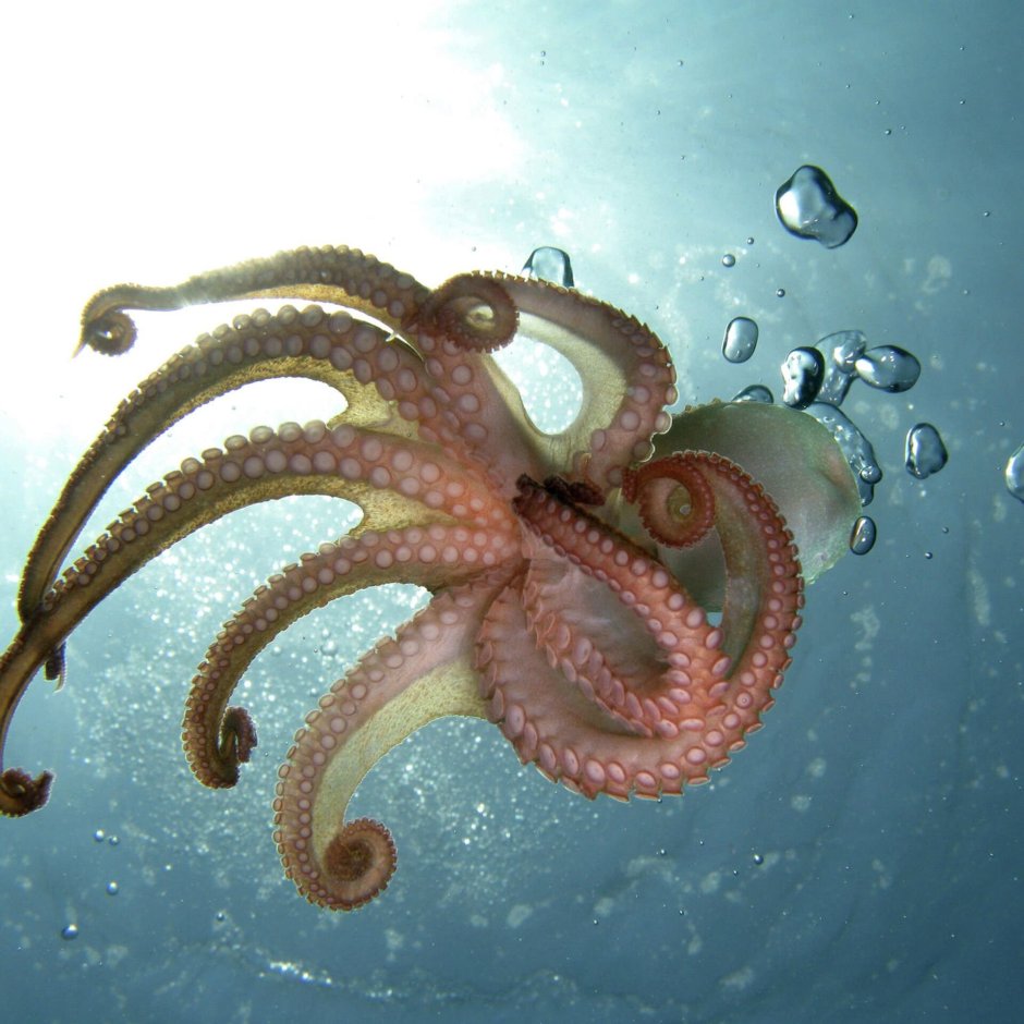 Кракен милый