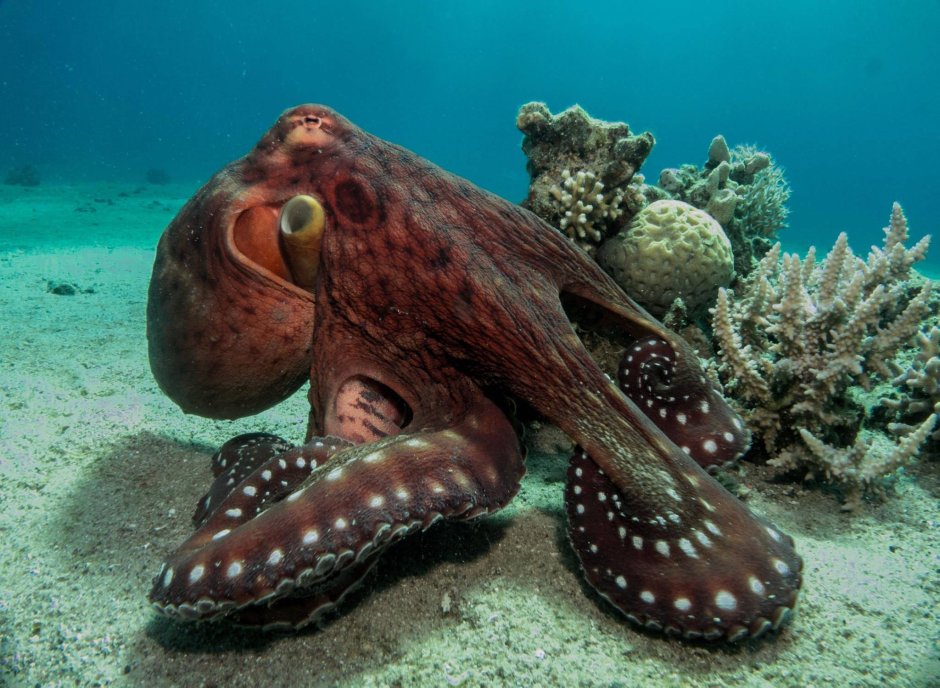 Тропический осьминог