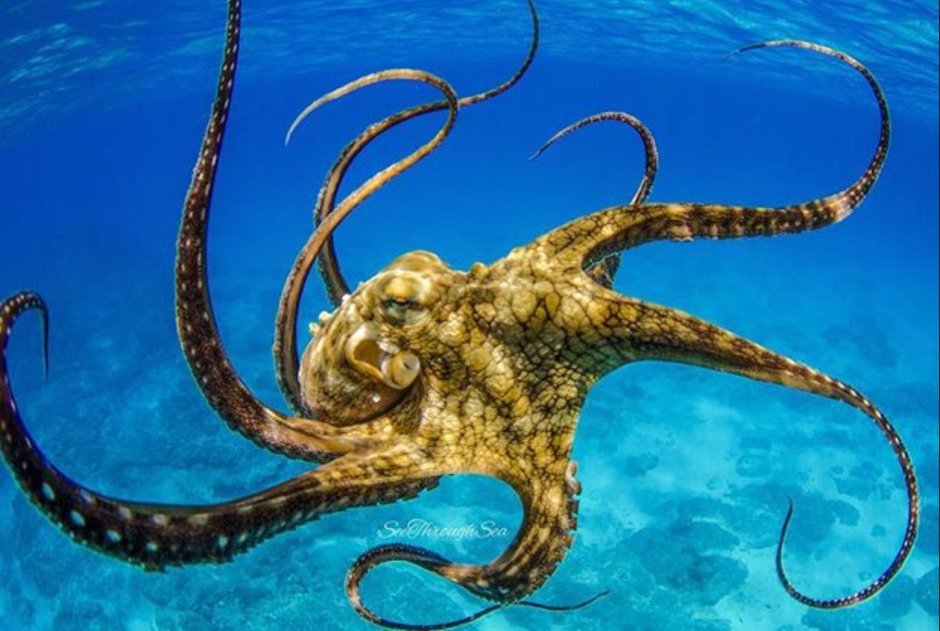 Морские обитатели Кракен