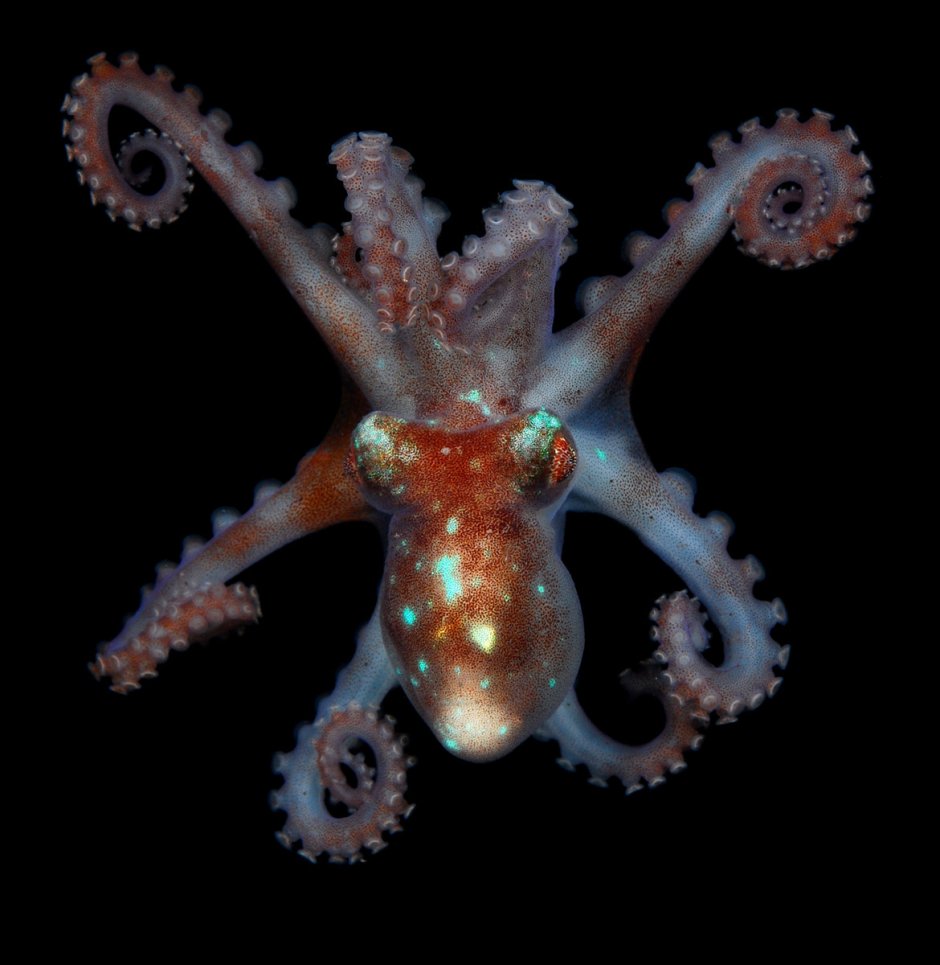 Octopus joubini