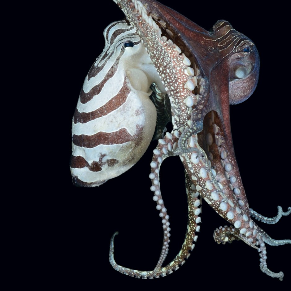 Двужаберные головоногие моллюски