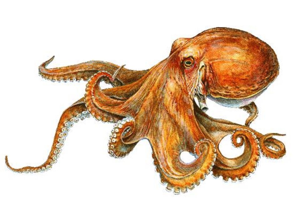 Морские животные