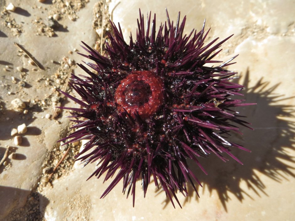 Paracentrotus lividus
