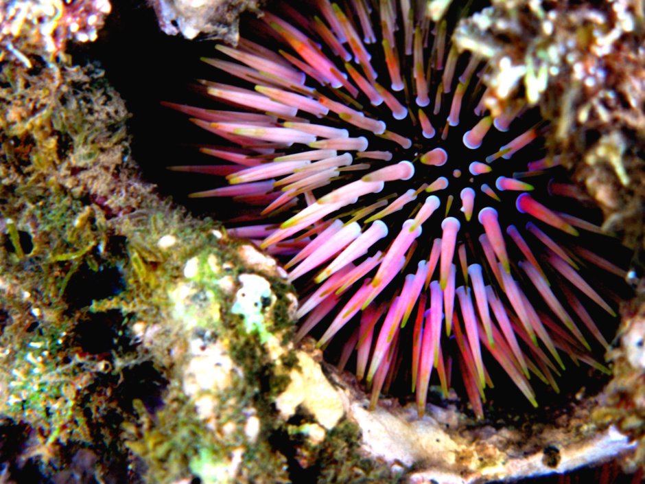 Rock Urchin