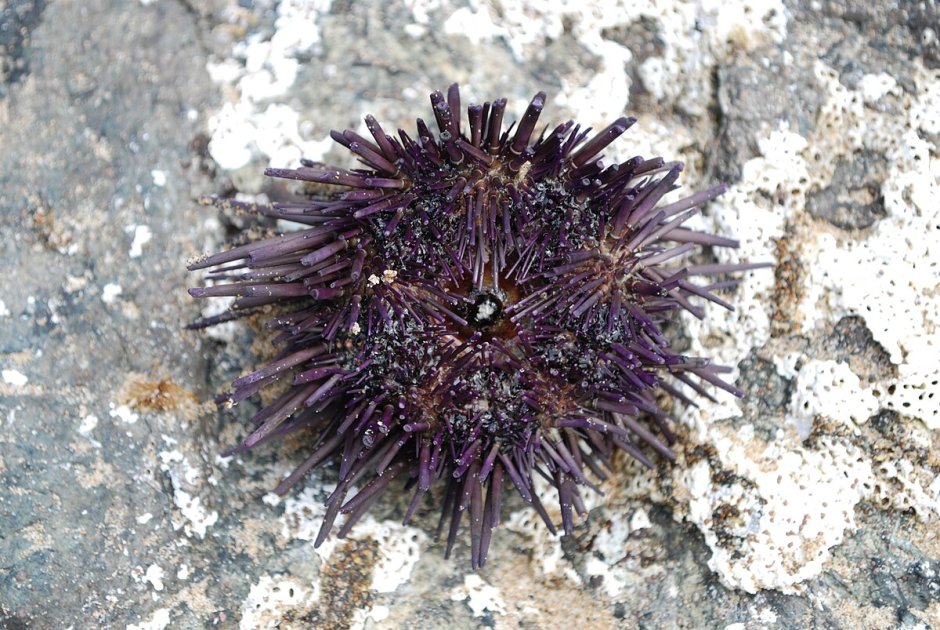Шаровидный морской еж (Strongylocentrotus nudus)