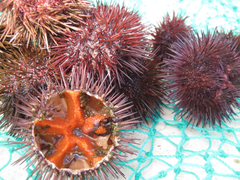 Морской ёж песчаный доллар (Clypeaster humilis)