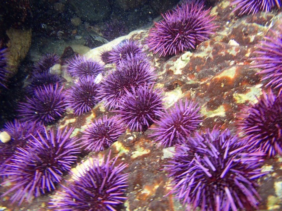 Морские Ежи (Echinoidea)