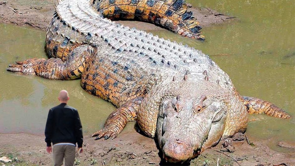 Остров Рамри крокодиловая бойня
