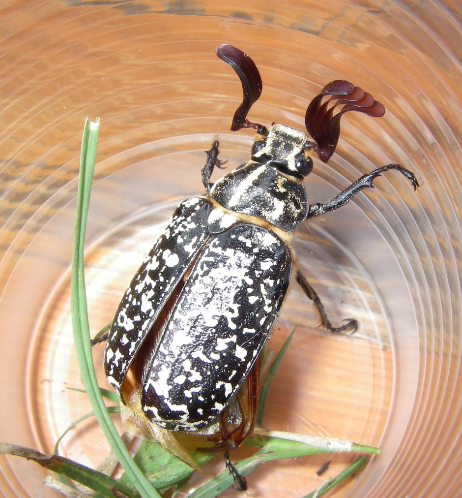 Мраморный хрущ polyphylla fullo