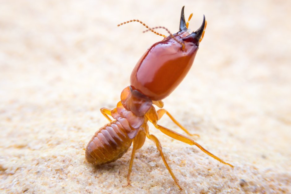 Isoptera термиты