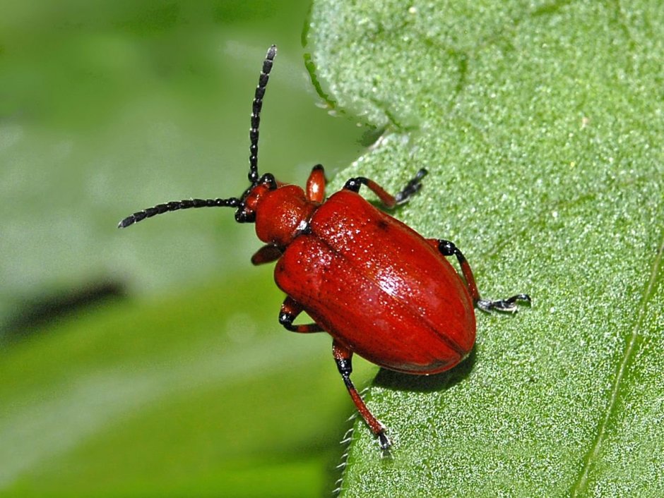 Lilioceris merdigera