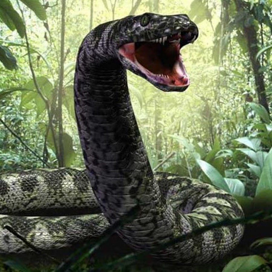 ТИТАНОБОА змея