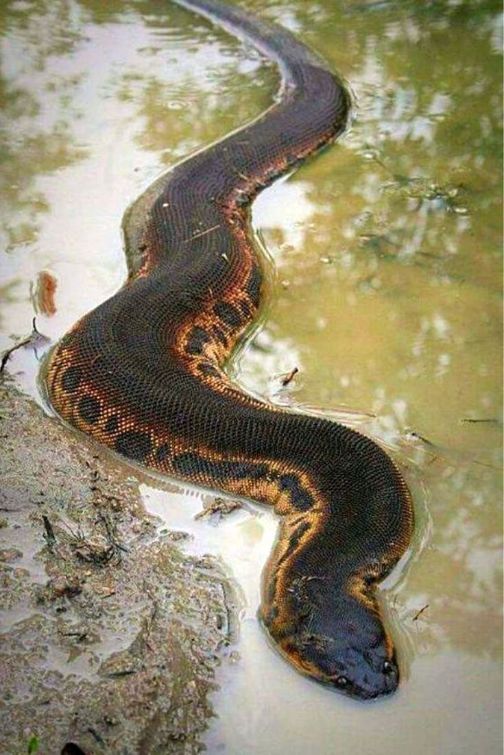 Водяной удав Анаконда