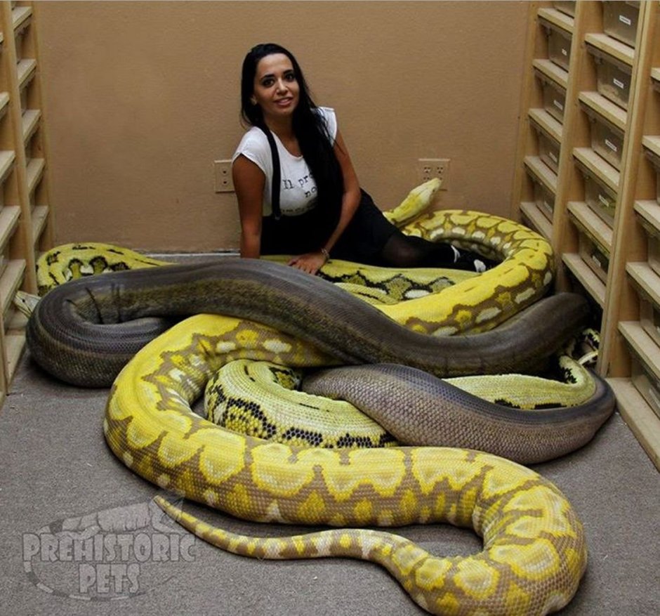Сетчатый питон Размеры