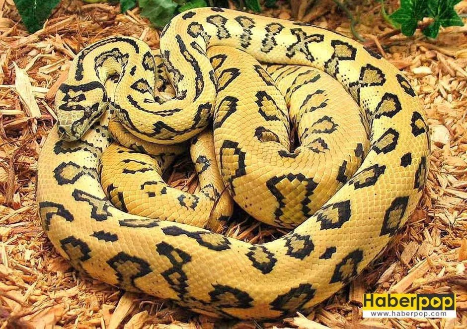 Ковровый питон Чейни