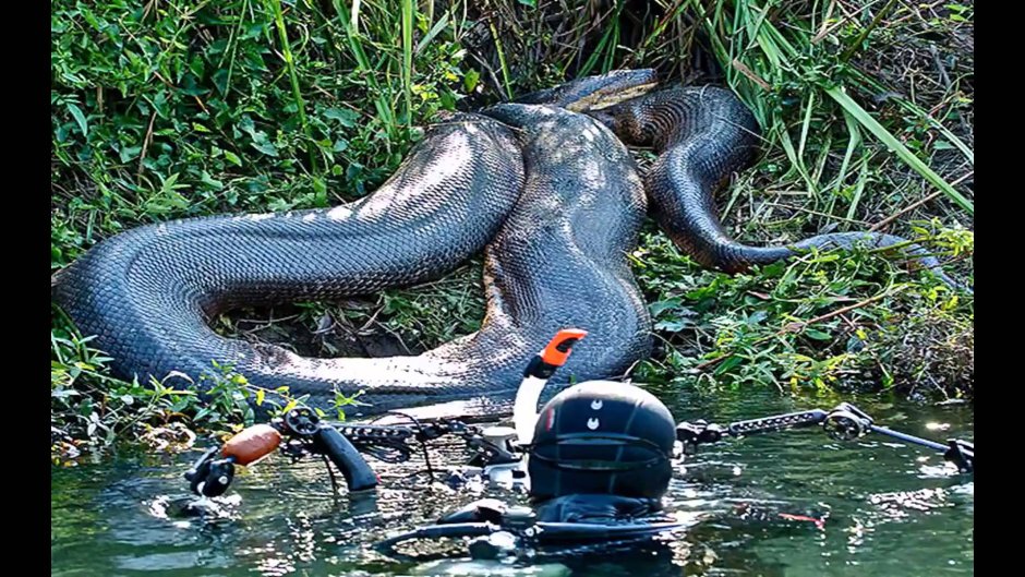 Гигантская зеленая Анаконда