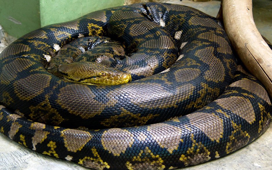 Сетчатый питон 10 метров