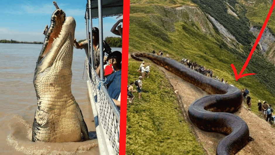 Самые аномально большие животные в мире