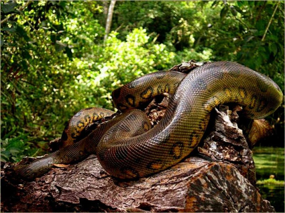 Южная Америка Амазонка Анаконда