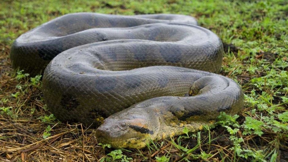 Самая большая Анаконда 41м
