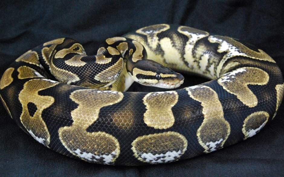 Кольчатый питон